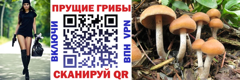 Галлюциногенные грибы Psilocybe Воркута